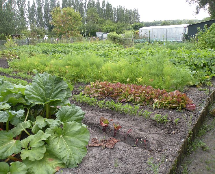 Visite des jardins familiaux