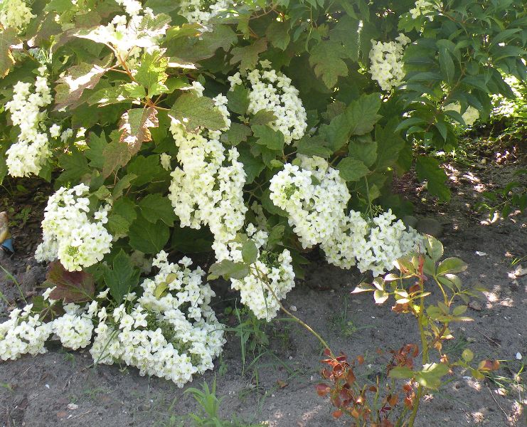 Visite des jardins familiaux