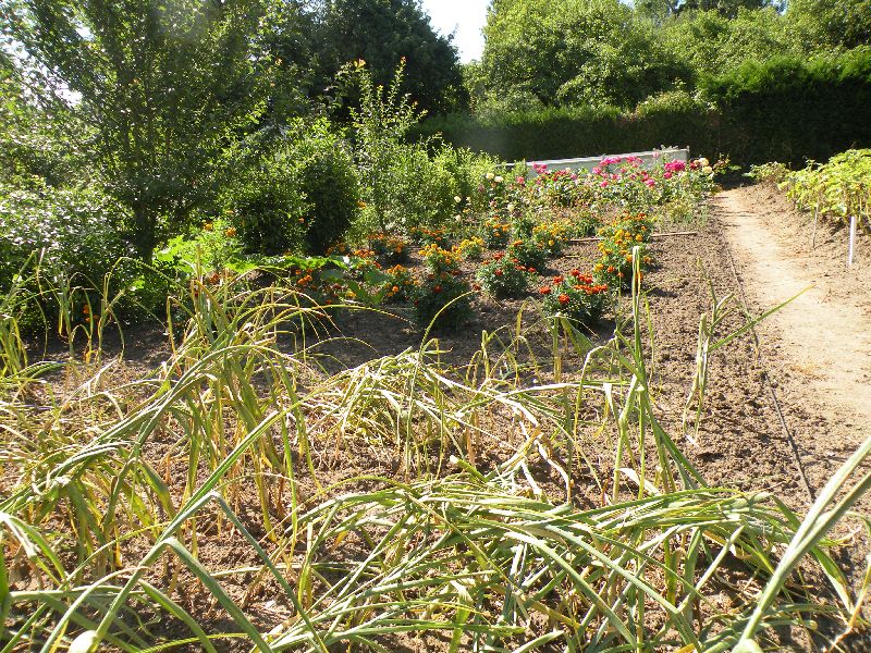 Visite des jardins familiaux