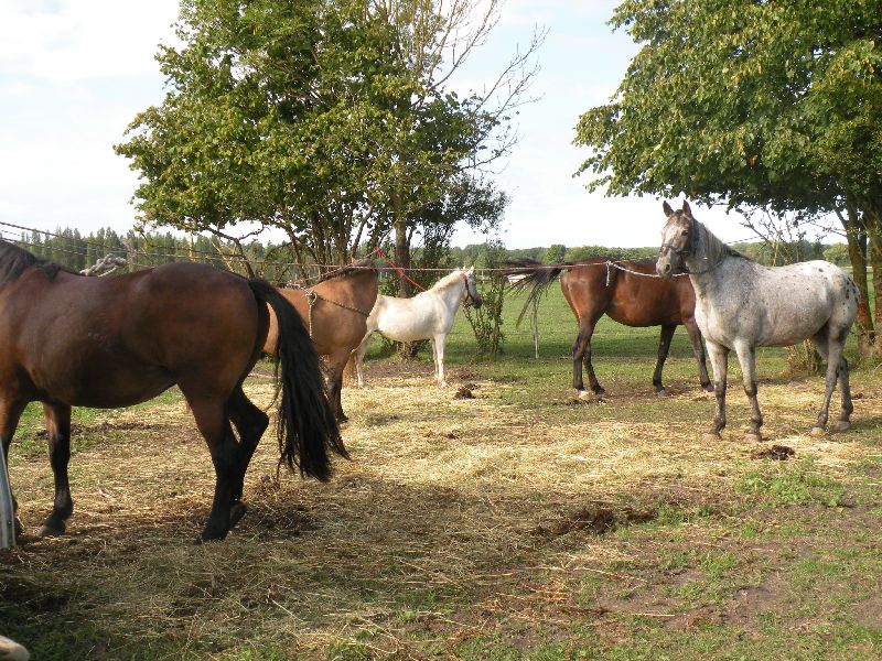 Équi-Oise 2015 à Coye-la-forêt