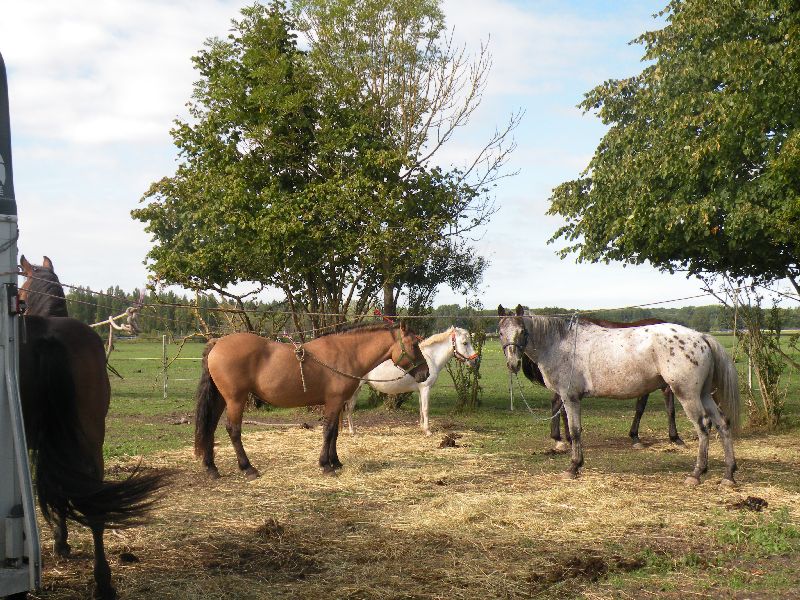 Équi-Oise 2015 à Coye-la-forêt