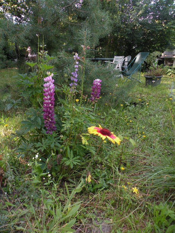 Visite des jardins familiaux