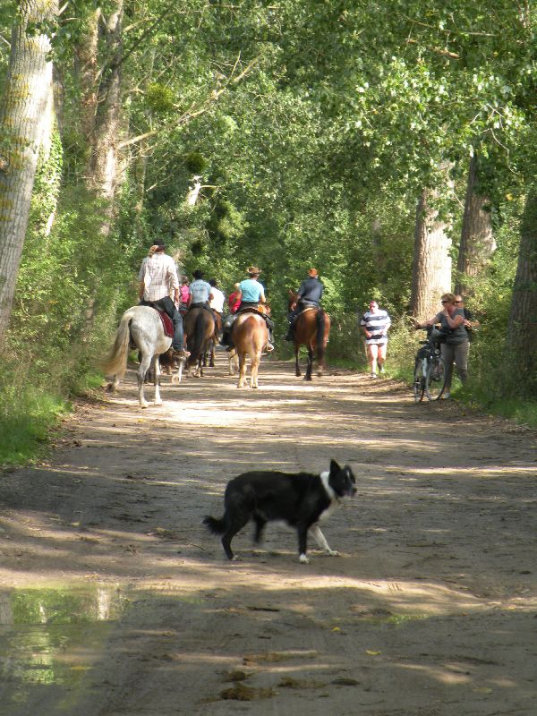 Équi-Oise 2015 à Coye-la-forêt
