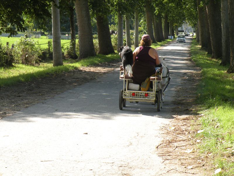 Équi-Oise 2015 à Coye-la-forêt