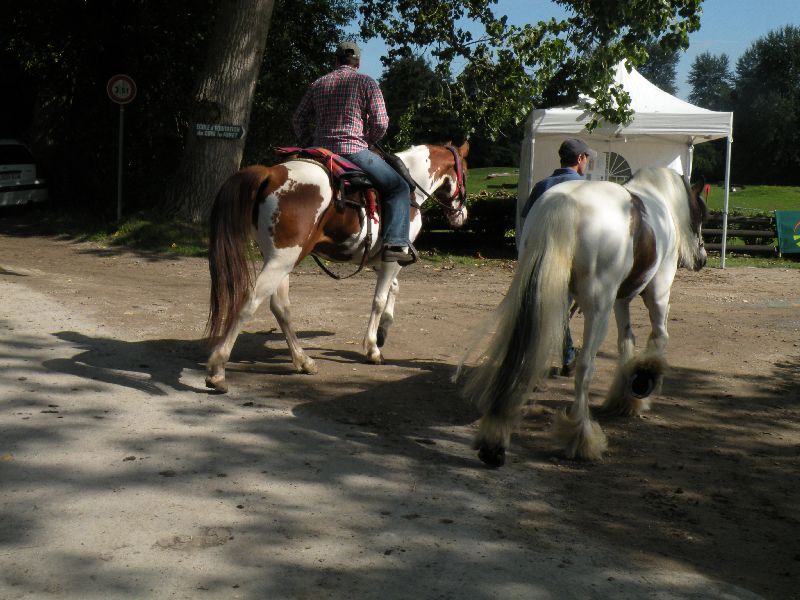 Équi-Oise 2015 à Coye-la-forêt