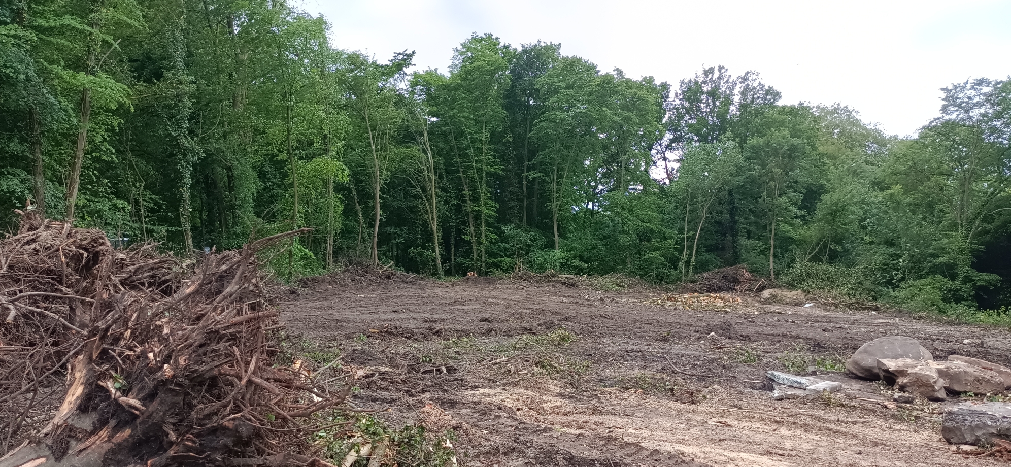 Coye-la-Forêt : Un bois entier disparu… et des solutions pour éviter que ça recommence