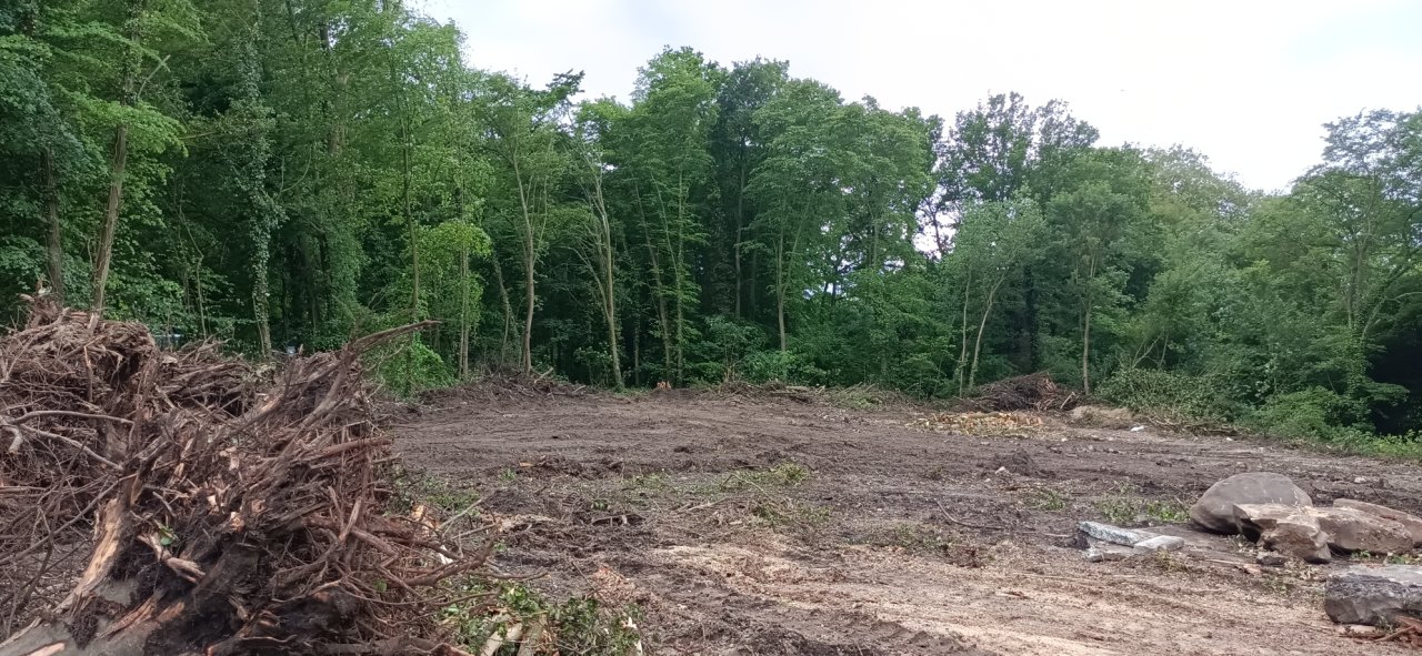 Coye-la-Forêt : Un bois entier disparu… et des solutions pour éviter que ça recommence