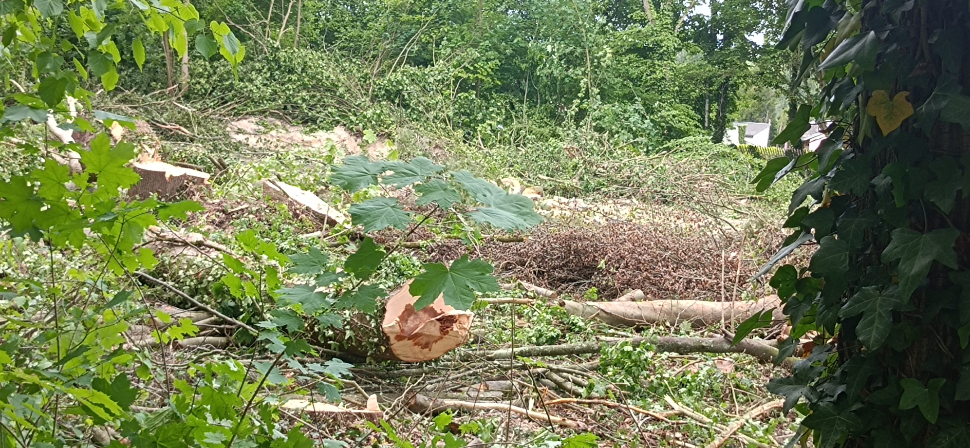Coye-la-Forêt : Un bois entier disparu… et des solutions pour éviter que ça recommence