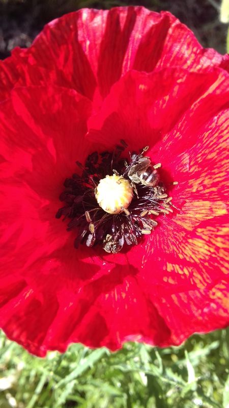 Coccinelles