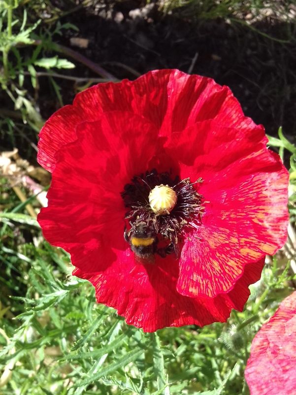 Coccinelles