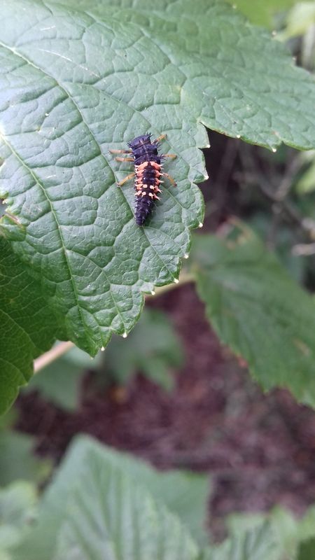 Coccinelles