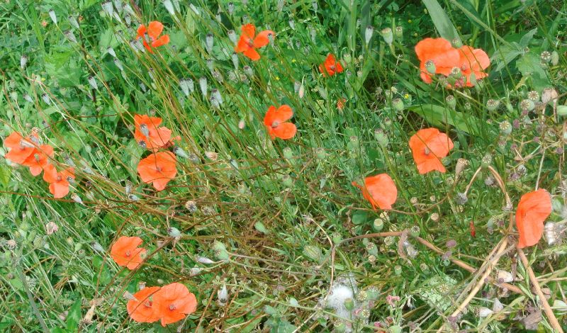 Visite des jardins familiaux