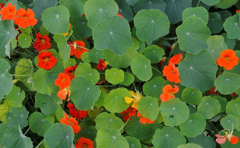Visite des jardins familiaux