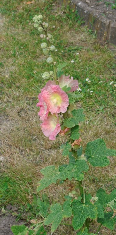 Visite des jardins familiaux