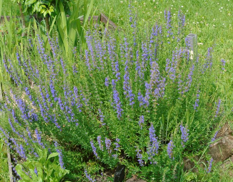 Visite des jardins familiaux