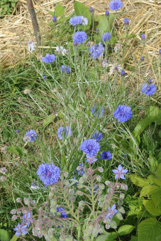 Visite des jardins familiaux