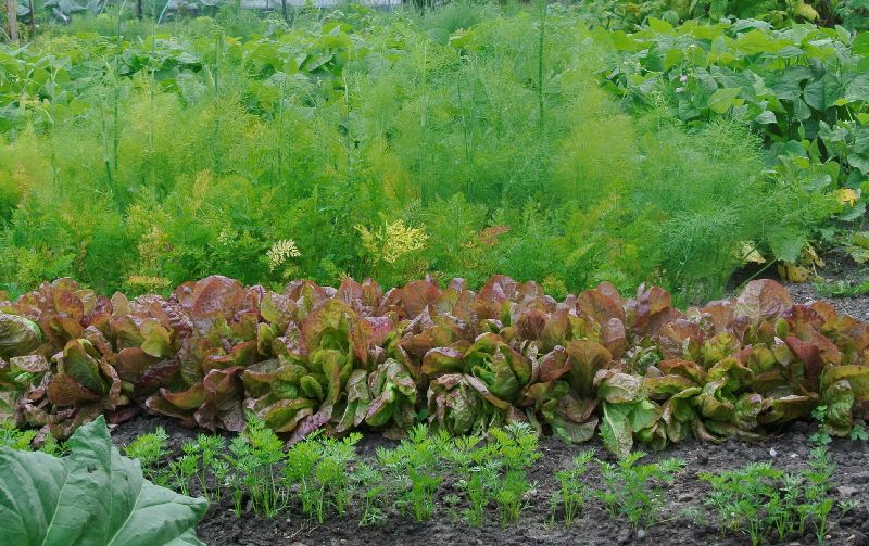 Visite des jardins familiaux