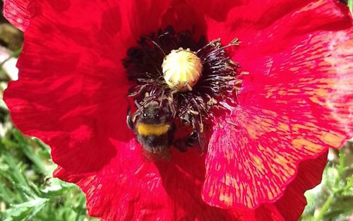 Vive l'été ! Coquelicots et coccinelles