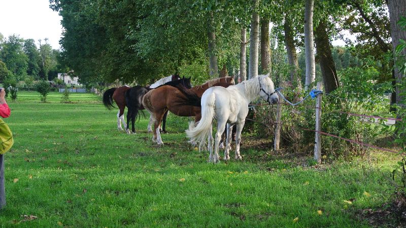 Équi-Oise 2015 à Coye-la-forêt