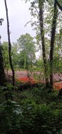 Coye-la-Forêt : Un bois entier disparu… et des solutions pour éviter que ça recommence