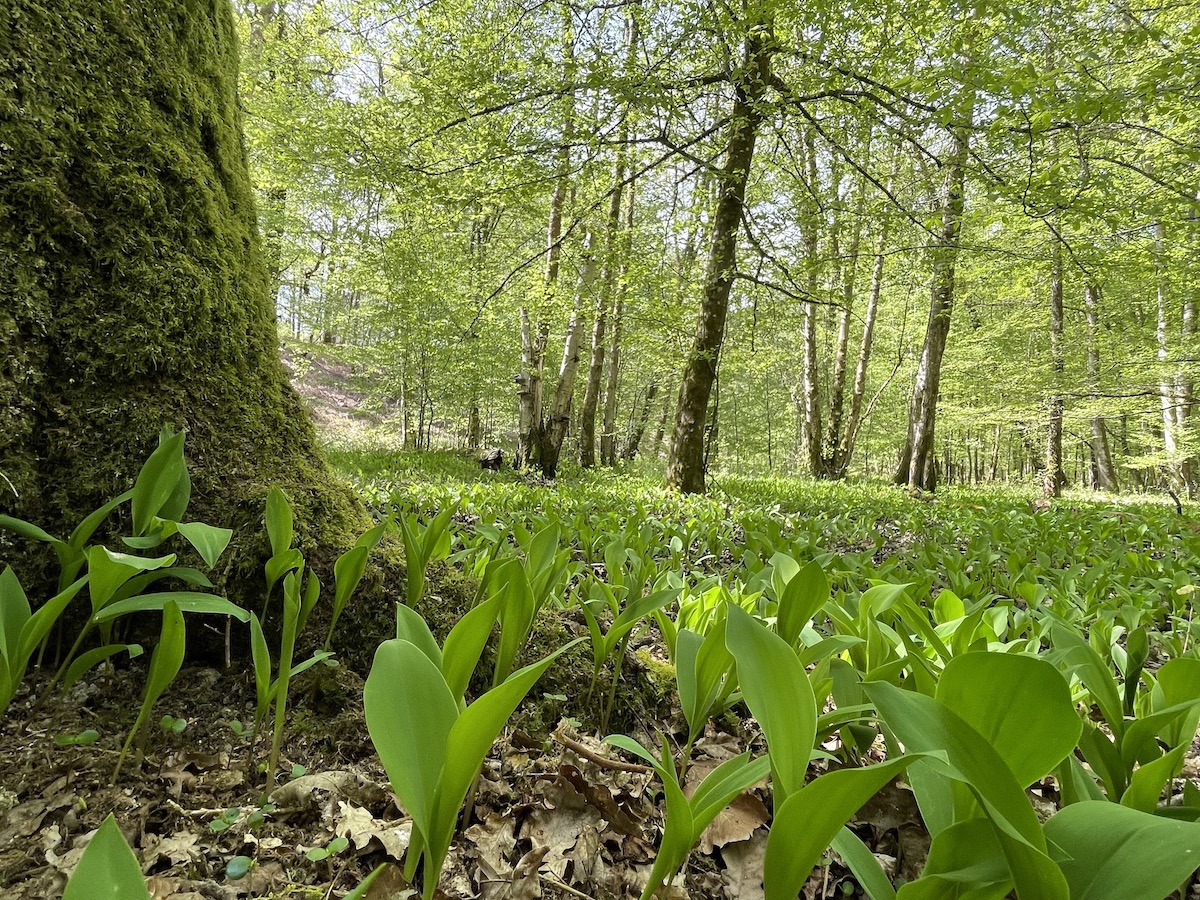Le muguet